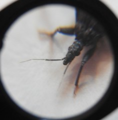Triatoma barberi