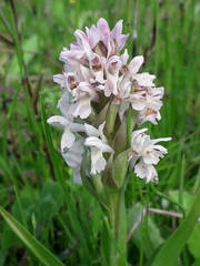 Dactylorhiza incarnata incarnata