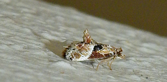 Neodavisia melusina