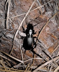 Pterostichus lama