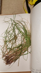 Carex vesicaria