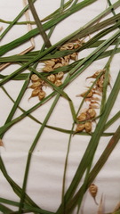 Carex vesicaria