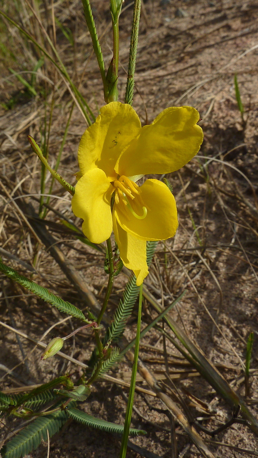 Chamaecrista flexuosa