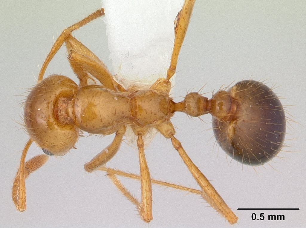 Solenopsis macdonaghi