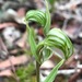 Banded Greenhood - Photo (c) QuestaGame, some rights reserved (CC BY-NC-ND), uploaded by QuestaGame