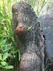 Stenacris vitreipennis