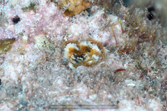 Bellactis caeruleus