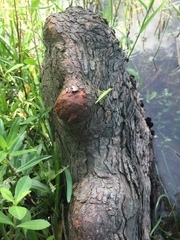 Stenacris vitreipennis