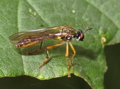 Dioctria linearis