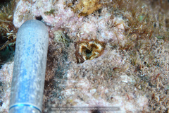 Bellactis caeruleus