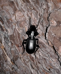 Pterostichus lama