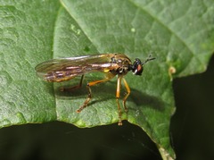 Dioctria linearis