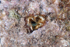 Bellactis caeruleus
