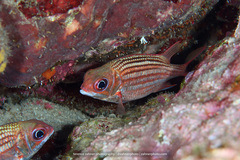 Neoniphon vexillarium