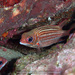 Dusky Squirrelfish - Photo (c) terence zahner, some rights reserved (CC BY-NC), uploaded by terence zahner