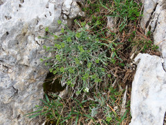 Phyllolepidum rupestre