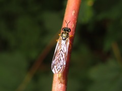 Dioctria linearis