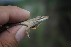 Anolis sericeus