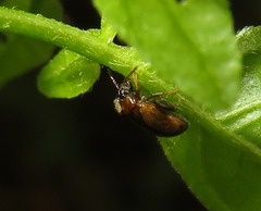 Psylliodes affinis