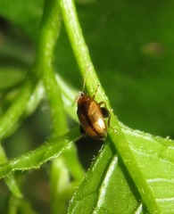 Psylliodes affinis