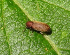 Anobium punctatum