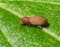 Anobium punctatum