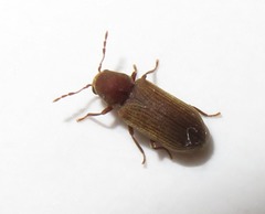 Anobium punctatum