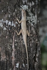 Anolis sericeus