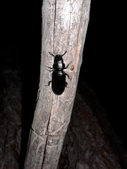 Lecontia discicollis