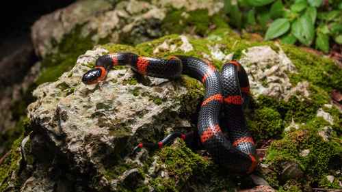 Terrestrial Snail Sucker