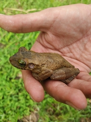Osteocephalus taurinus