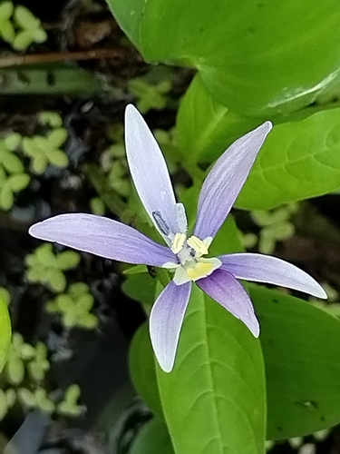 Image of Blue mud-plantain by no rights reserved