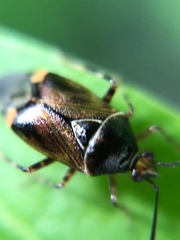 Deraeocoris flavilinea
