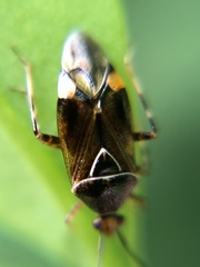 Deraeocoris flavilinea