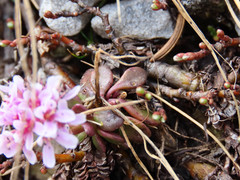 Noccaea stylosa