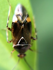 Deraeocoris flavilinea
