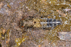 Ontholestes murinus
