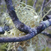 Usnea australis - Photo (c) anonymous, some rights reserved (CC BY-SA)