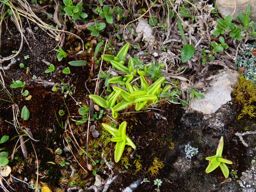 Pinguicula fiorii