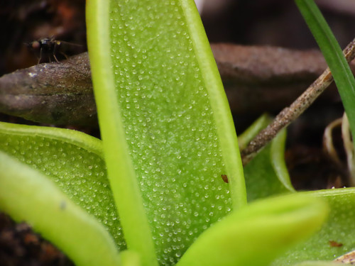 Pinguicula fiorii