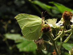 Gonepteryx rhamni