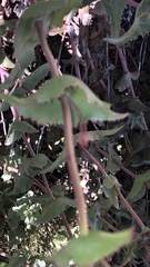 Penstemon clevelandii