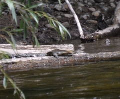 Apalone spinifera spinifera