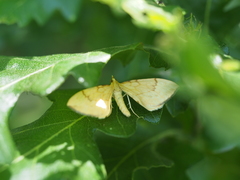 Gandaritis pyraliata