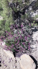 Penstemon clevelandii