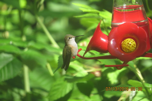 Selasphorus calliope