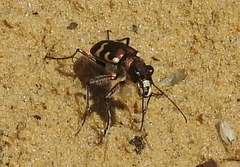 Cicindela hybrida
