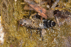 Ontholestes murinus