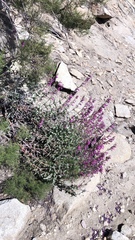 Penstemon clevelandii