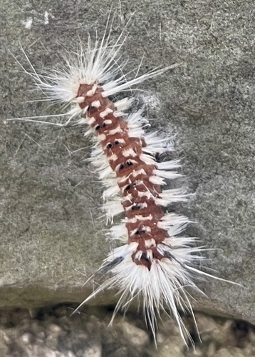 Hickory Tussock Moth photo 5